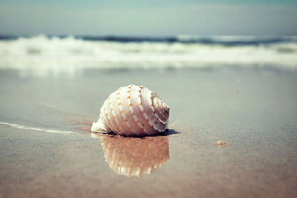 Waves and shell on beach
