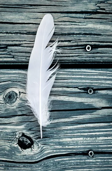 Framed Print : White feather against wooden floor Framed Print : White feather against wooden floor