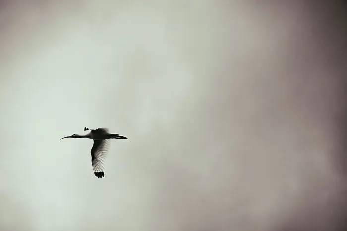 Framed Print : White Ibis in flight