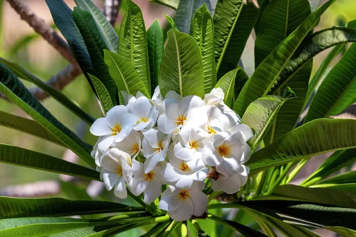 Framed Print : White Plumeria Framed Print : White Plumeria