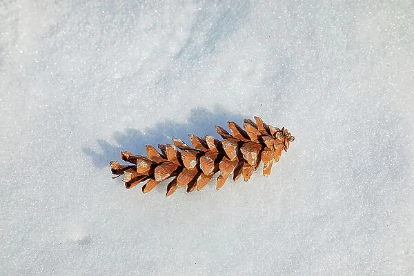 Winter scene, pinecone on snow