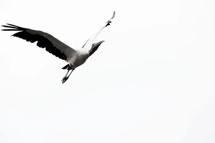 Framed Print : Wood stork in flight Framed Print : Wood stork in flight