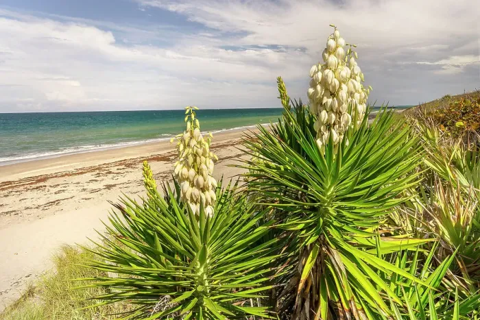 Framed Print : Yucca plant (Spanish Bayonet) on the beach Framed Print : Yucca plant (Spanish Bayonet) on the beach