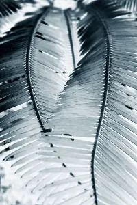 2 plant fronds forming a heart