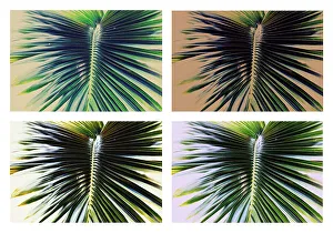 Detail Prints: Detail of 4 different shades of palm fronds