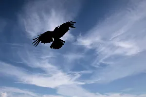 Spiritual Prints: Abstract of bird in flight