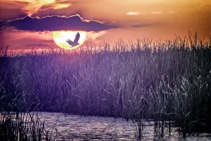 Abstract of birds in flight