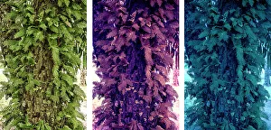 Botanic Prints: Abstract of three different color versions of a tree trunk