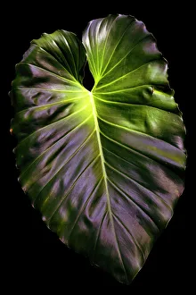 Artistic Prints: Abstract of giant green leaf