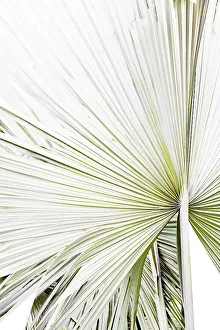 Artistic Prints: Abstract of palm frond