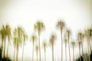 East Coast Prints: Abstract of row of palm trees