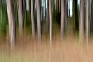 Artistic Prints: Abstract of tree trunks in forest