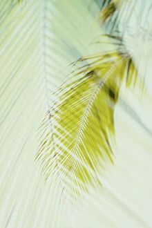 Images Dated 22nd May 2023: Abstract of tropical hanging palm