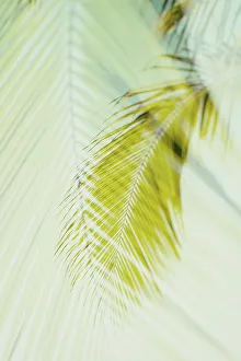 East Coast Prints: Abstract of tropical hanging palm