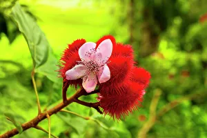 Tree Prints: Achiote flower and fruit