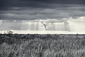White Prints: American White Ibis flying over the Everglades