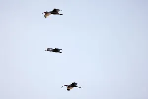 Three American White Ibises in flight