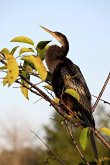 Anhinga perched on tree branch