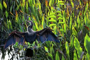 Anhinga with wings spread apart