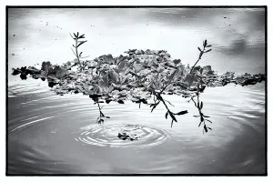 Water Lettuce Prints: Aquatic plant floating in water