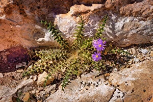 Images Dated 2nd October 2023: Arizona, Grand Canyon National Park, wildflower