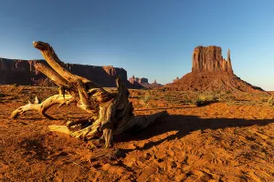 Tree Prints: Arizona, Monument Valley Navajo Tribal Park, Monument Valley
