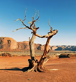 Blue Skies Prints: Arizona, Monument Valley, Sand Stone Rocks and bare tree