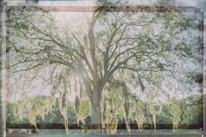 Last Light Prints: Artistic shot of tree with Spanish Moss