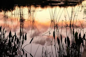 Artistic Prints: Artistic shot of wetlands