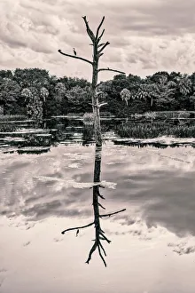 Artistic view of bare tree reflecting over water