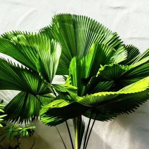 Wall Prints: Artistic view of fan palm
