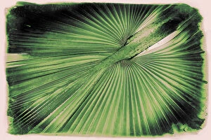 Images Dated 14th July 2023: Artistic view of palm frond