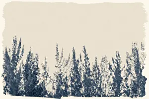 Botanic Prints: Artistic view of tree tops