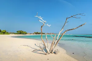 Atlantic Ocean Prints: Aruba, Baby beach, bare tree