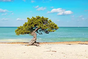 Atlantic Prints: Aruba, Eagle beach famous Fofoti tree