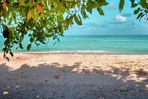 Atlantic Ocean Prints: Aruba, Eagle beach with green vegetation