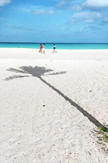 Images Dated 30th March 2023: Aruba, Eagle beach Palm tree shadow on sandy beach