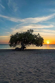 Images Dated 13th August 2023: Aruba, Eagle beach scene with Fofoti tree