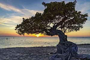 Aruba, Eagle beach scene with Fofoti tree
