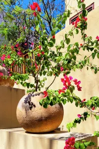 Azalea on a Planter