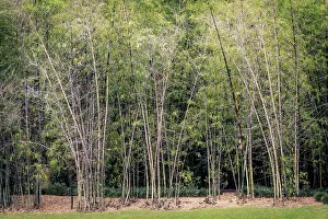 Bamboo Prints: Bamboo forest