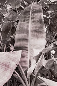 Images Dated 14th July 2023: Banana tree leaf