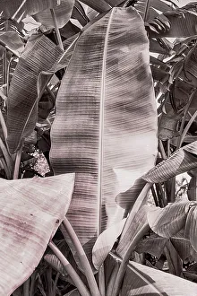 Foliage Prints: Banana tree leaf