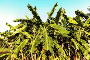 Foliage Prints: Banana trees