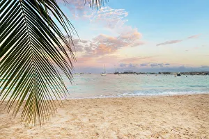 Caribbean Prints: Barbados, Pebbles Beach, hanging palm leaf at the beach