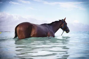 Barbados, Pebbles Beach, wild horse in water