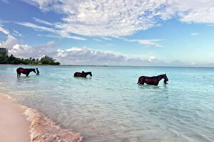 barbados pebbles beach wild horses water
