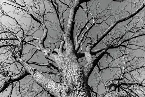 Bare tree