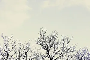 Winter Prints: Bare tree branches against overcast sky