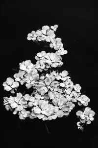 Elevated View Prints: Beautiful shape of aquatic plant floating on water